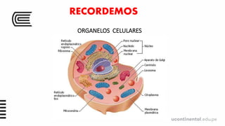 RECORDEMOS
ORGANELOS CELULARES
 