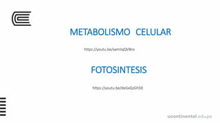 METABOLISMO CELULAR
https://youtu.be/xamiIqQVBro
FOTOSINTESIS
https://youtu.be/deGxQJGhSlE
 