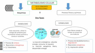 METABOLISMO CELULAR
ES EL CONJUNTO
DE REACCIONES
Bioquímicas Procesos físicos y químicos
ANABOLISMO CATABOLISMO
Dos fases
Y
Estas reacciones utilizan la
energía del ambiente para
recomponer enlaces químicos y
construir nutrientes
Estos liberan energía al
romper los enlaces de
una molécula.
• Proceso de síntesis.
• Reacciones endergónicas
• Ej. Fotosíntesis
• Proceso de desdoblamiento o
degradación
• Reacciones exergónicas
• Ej. respiración celular
La reacción endergónica absorbe
energía, consume, le requiere.
La reacción exergónica libera,
desprenden energía
 