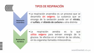 Respiración
Anaeróbica
• La respiración anaerobia es un proceso que se
desarrolla sin oxígeno. La sustancia que se
encarga de la oxidación puede ser el nitrato,
el sulfato, el dióxido de carbono u otra distinta
Respiración
Aeróbica
• La respiración aerobia es la que
utiliza oxígeno para extraer energía de la
glucosa. Se efectúa en el interior de las células,
en los organelas llamados mitocondrias.
TIPOS DE RESPIRACIÓN
 
