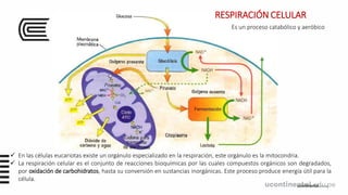 ucontinental.edu.pe
 En las células eucariotas existe un orgánulo especializado en la respiración, este orgánulo es la mitocondria.
 La respiración celular es el conjunto de reacciones bioquímicas por las cuales compuestos orgánicos son degradados,
por oxidación de carbohidratos, hasta su conversión en sustancias inorgánicas. Este proceso produce energía útil para la
célula.
RESPIRACIÓN CELULAR
Es un proceso catabólico y aeróbico
 
