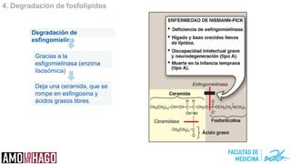 4. Degradación de fosfolípidos
Gracias a la
esfigomielinasa (enzima
lisosómica)
Degradación de
esfingomielina
Deja una ceramida, que se
rompe en esfingosina y
ácidos grasos libres.
 