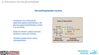5. Estructura de los glucolípidos
Glucoesfingolípidos neutros
- Contienen una molécula de
galactosa (galactocebrósidos) o de
glucosa (glucocerebrósidos) unidos
a la ceramida.
- Están el cerebro y tejido nervioso
periférico (vaina de mielina).
- También pueden tener varios
monosacáridos.
Cerebro
Carga neutra
 