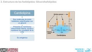 2. Estructura de los fosfolípidos: Glicerofosfolípidos
Cardiolipina
Dos moléculas de ácido
fosfatídico esterificadas con
un glicerol
Presente en membrana
mitocondrial interna, ayuda a
mantener los complejos de la
CTE
Es antigénica
 