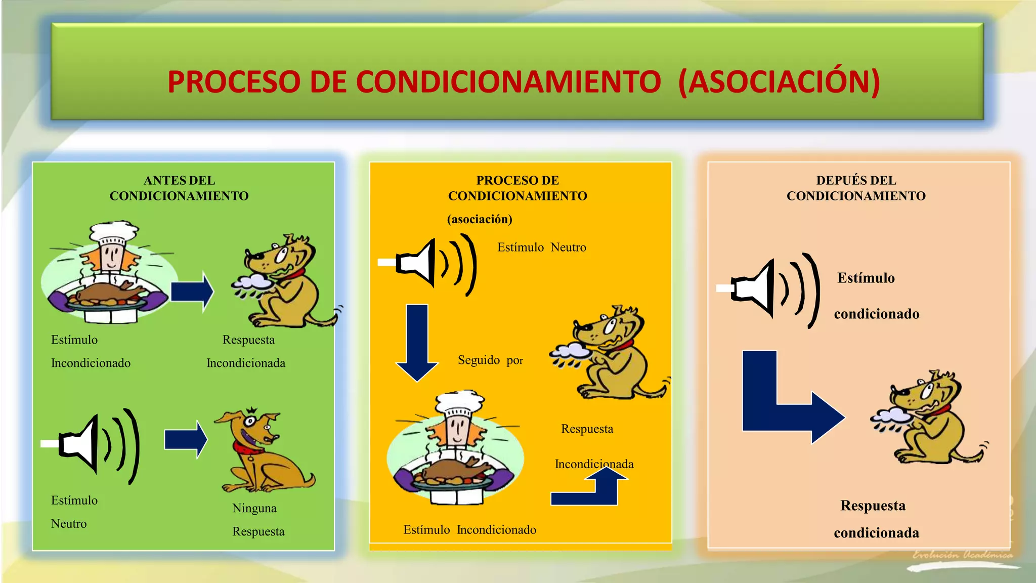 PROCESO DE CONDICIONAMIENTO (ASOCIACIÓN)
ANTES DEL
CONDICIONAMIENTO
Estímulo
Incondicionado
Respuesta
Incondicionada
Estímulo
Neutro
Ninguna
Respuesta
PROCESO DE
CONDICIONAMIENTO
(asociación)
Estímulo Neutro
Seguido por
Respuesta
Incondicionada
Estímulo Incondicionado
DEPUÉS DEL
CONDICIONAMIENTO
Estímulo
condicionado
Respuesta
condicionada
 