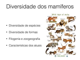 Diversidade dos mamíferos
• Diversidade de espécies
• Diversidade de formas
• Filogenia e zoogeografia
• Características dos atuais
 
