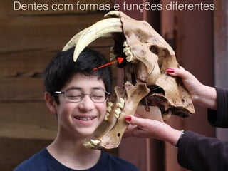 Dentes com formas e funções diferentes
 
