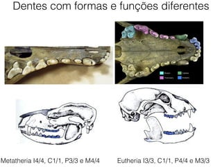 Dentes com formas e funções diferentes
Metatheria I4/4, C1/1, P3/3 e M4/4 Eutheria I3/3, C1/1, P4/4 e M3/3
 