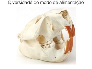 Diversidade do modo de alimentação
 