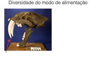 Diversidade do modo de alimentação
 