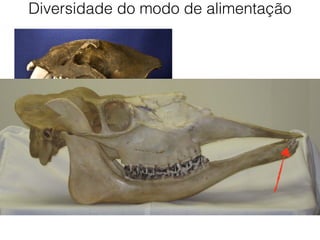 Diversidade do modo de alimentação
 