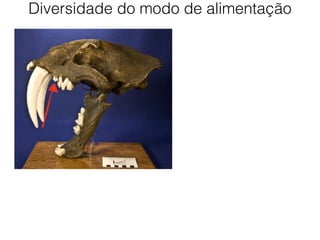 Diversidade do modo de alimentação
 