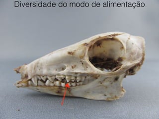 Diversidade do modo de alimentação
 