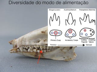 Diversidade do modo de alimentação
 