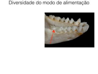 Diversidade do modo de alimentação
 