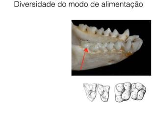 Diversidade do modo de alimentação
 