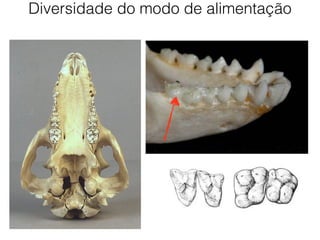 Diversidade do modo de alimentação
 