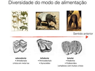 Diversidade do modo de alimentação
Sentido anterior
selenodonte
• Artiodactyla
cristas em meia lua
lofodonte)
• Perissodactyla11
• Hyracoidea
lamelar)
• Rodentia1
• Proboscidea
complexos1com1muitas1cristas1
 