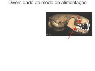 Diversidade do modo de alimentação
 