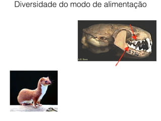 Diversidade do modo de alimentação
 