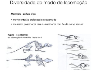 Tupaia - (Scandentia)
ex. locomoção de mamífero Theria basal
Mammalia - postura ereta
• movimentação prolongada e sustentada
• membros posteriores para os anteriores com flexão dorso ventral
Diversidade do modo de locomoção
 