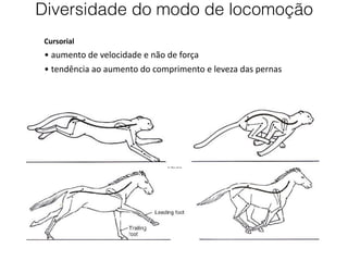 Cursorial
• aumento de velocidade e não de força
• tendência ao aumento do comprimento e leveza das pernas
Diversidade do modo de locomoção
 