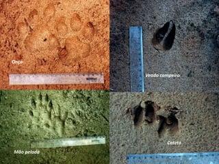 Onça
Mão pelada
Veado campeiro
Cateto
 