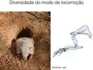 Xenarthra - tatu
Diversidade do modo de locomoção
 