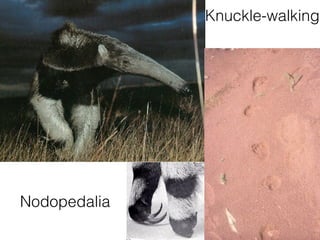 Knuckle-walking
Nodopedalia
 