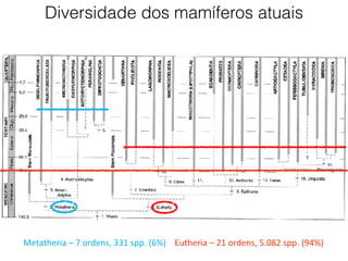 Metatheria – 7 ordens, 331 spp. (6%) Eutheria – 21 ordens, 5.082 spp. (94%)
Diversidade dos mamíferos atuais
 