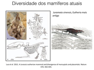 Luo et al. 2011. A Jurassic eutherian mammal and divergence of marsupials and placentals. Nature
476: 442-445.
Juramaia sinensis, Eutheria mais
antigo
Diversidade dos mamíferos atuais
 
