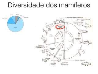 Diversidade dos mamíferos
 