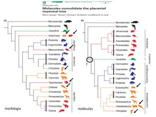 ?
morfologia moléculas
 