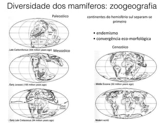 Cenozóico
continentes do hemisfério sul separam-se
primeiro
• endemismo
• convergência eco-morfológica
Mesozóico
Paleozóico
Diversidade dos mamíferos: zoogeografia
 