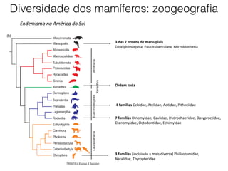 3 das 7 ordens de marsupiais
Didelphimorphia, Paucituberculata, Microbiotheria
4 famílias Cebidae, Atelidae, Aotidae, Pitheciidae
7 famílias Dinomyidae, Caviidae, Hydrochaeridae, Dasyproctidae,
Ctenomyidae, Octodontidae, Echimyidae
3 famílias (incluindo a mais diversa) Phillostomidae,
Natalidae, Thyropteridae
Ordem toda
Endemismo na América do Sul
Diversidade dos mamíferos: zoogeografia
 