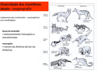 isolamento dos continentes - convergência
eco-morfológica
fauna da Austrália
• exclusivamente marsupiais e
monotremata
marsupiais
• vieram da América do Sul via
Antártica
Diversidade dos mamíferos
atuais - zoogeografia
 