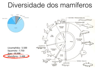 Diversidade dos mamíferos
Lissamphibia - 5.500
Squamata - 7.750
Aves - 10.300
Mamíferos - 5.488
 