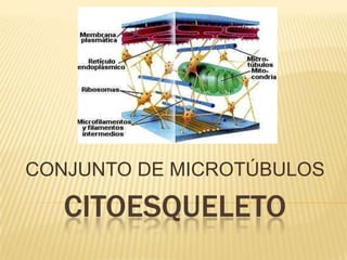 CITOESQUELETO
CONJUNTO DE MICROTÚBULOS
 