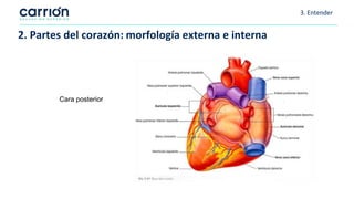 3. Entender
2. Partes del corazón: morfología externa e interna
Cara posterior
 