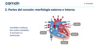 3. Entender
2. Partes del corazón: morfología externa e interna
Capas de la pared
cardiaca
Presentan tres capas:
- Endocar...