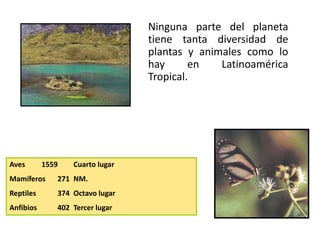 Ninguna parte del planeta
tiene tanta diversidad de
plantas y animales como lo
hay en Latinoamérica
Tropical.
La biodiversidad del Ecuador en números
Aves 1559 Cuarto lugar
Mamíferos 271 NM.
Reptiles 374 Octavo lugar
Anfibios 402 Tercer lugar
 
