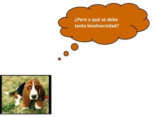 ¿Pero a qué se debe
tanta biodiversidad?
 