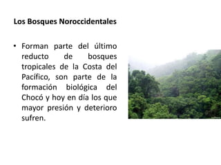 Los Bosques Noroccidentales
• Forman parte del último
reducto de bosques
tropicales de la Costa del
Pacífico, son parte de la
formación biológica del
Chocó y hoy en día los que
mayor presión y deterioro
sufren.
 
