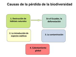 Causas de la pérdida de la biodiversidad
En el Ecuador, la
deforestación
2. La introducción de
especies exóticas
3. La contaminación
4. Calentamiento
global
1. Destrucción de
hábitats naturales
 