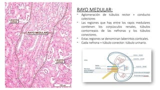 SEMANA 9 EMBRIOLOGIA RENAL oyyyyyyf).pptx