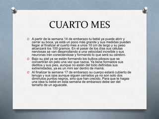 CUARTO MES
O A partir de la semana 14 de embarazo tu bebé ya puede abrir y
cerrar su boca, ya está un poco más grande y sus medidas pueden
llegar al finalizar el cuarto mes a unos 10 cm de largo y su peso
alcanzará los 100 gramos. En el pasar de los días sus células
nerviosas se van desarrollando a una velocidad increíble y sus
neuronas irán conectándose y formando lo que será su cerebro.
O Bajo su piel ya se están formando los bulbos pilosos que se
convertirán en pelo una vez que nazca. Ya tiene formados sus
deditos y sus pies, aunque no están del todo definidas sus
extremidades, ya es un mini ser dentro de mamá.
O Al finalizar la semana 17 de embarazo su cuerpo estará cubierto de
lanugo y sus ojos aunque siguen cerrados ya no son solo dos
diminutos puntos negros, sino que han crecido. Para que te hagas
una idea tu bebé en esta semana de embarazo debe ser del
tamaño de un aguacate.
 