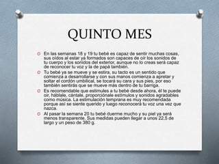 QUINTO MES
O En las semanas 18 y 19 tu bebé es capaz de sentir muchas cosas,
sus oídos al estar ya formados son capaces de oír los sonidos de
tu cuerpo y los sonidos del exterior, aunque no lo creas será capaz
de reconocer tu voz y la de papá también.
O Tu bebé ya se mueve y se estira, su tacto es un sentido que
comienza a desarrollarse y con sus manos comienza a apretar y
soltar el cordón umbilical, se tocará su cara y sus pies, por eso
también sentirás que se mueve más dentro de tu barriga.
O Es recomendable que estimules a tu bebé desde ahora, él te puede
oir, háblale, cántale, proporciónale estímulos y sonidos agradables
como música. La estimulación temprana es muy recomendada
porque así se siente querido y luego reconocerá tu voz una vez que
nazca.
O Al pasar la semana 20 tu bebé duerme mucho y su piel ya será
menos transparente. Sus medidas pueden llegar a unos 22,5 de
largo y un peso de 380 g.
 