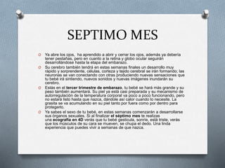 SEPTIMO MES
O Ya abre los ojos, ha aprendido a abrir y cerrar los ojos, además ya debería
tener pestañas, pero en cuanto a la retina y globo ocular seguirán
desarrollándose hasta la etapa del embarazo.
O Su cerebro también tendrá en estas semanas finales un desarrollo muy
rápido y sorprendente, células, corteza y tejido cerebral se irán formando; las
neuronas se van conectando con otras produciendo nuevas sensaciones que
tu bebé irá sintiendo, nuevos sonidos y nuevas imágenes inundarán su
cerebro.
O Estás en el tercer trimestre de embarazo, tu bebé se hará más grande y su
peso también aumentará. Su piel ya está casi preparada y su mecanismo de
autorregulación de la temperatura corporal va poco a poco funcionando, pero
no estará listo hasta que nazca, dándole así calor cuando lo necesite. La
grasita se va acumulando en su piel tanto por fuera como por dentro para
protegerlo.
O Ya sabes el sexo de tu bebé, en estas semanas comenzarán a desarrollarse
sus órganos sexuales. Si al finalizar el séptimo mes te realizas
una ecografía en 4D verás que tu bebé gesticula, sonríe, está triste, verás
que los músculos de su cara se mueven, se chupa el dedo. Una linda
experiencia que puedes vivir a semanas de que nazca.
 