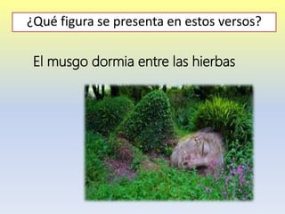 El musgo dormia entre las hierbas
¿Qué figura se presenta en estos versos?
 