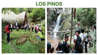 LOS PINOS
 